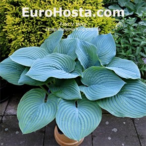 Hosta Bohemia King Charlest