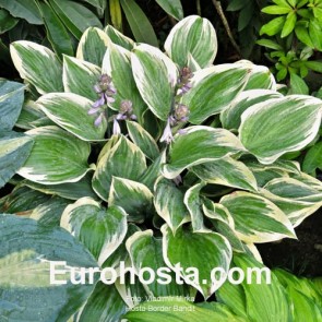 Hosta Border Bandit