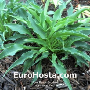 hosta Briar Patch