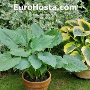 Hosta Brutus - Eurohosta