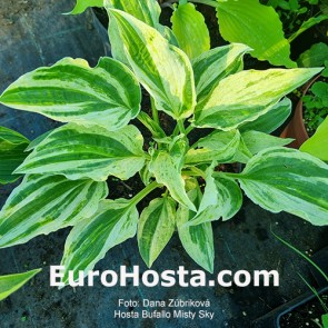 Hosta Bufallo Misty Sky