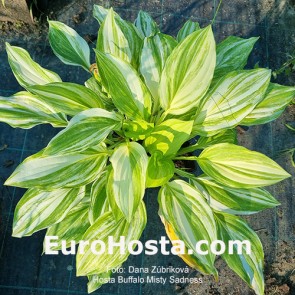 hosta Buffalo Misty Sadness