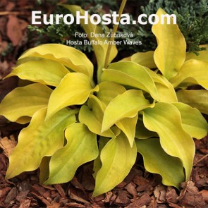 Hosta Buffalo Amber Waves