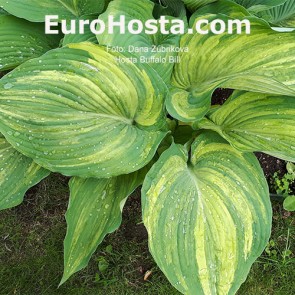 Hosta Buffalo Bill