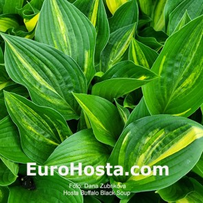 Hosta Buffalo Black Soup