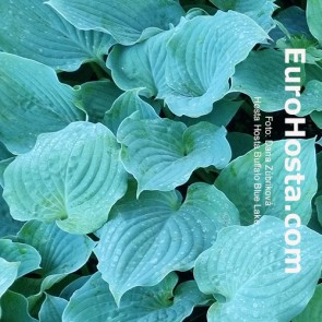 Hosta Buffalo Blue Lake