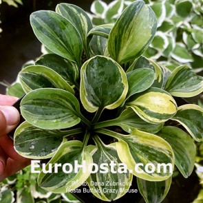 Hosta Buffalo Crazy Mouse