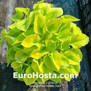 Hosta Buffalo Golden Tiara