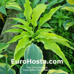 Hosta Buffalo Golden Warrior