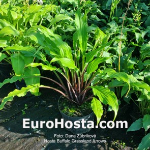 Hosta Buffalo Grassland Arrows