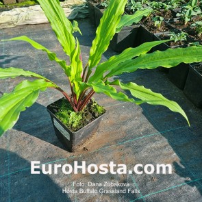 Hosta Buffalo Grassland Falls 