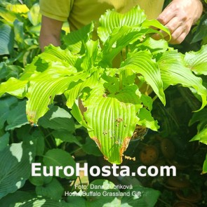 hosta Buffalo Grassland Gift 