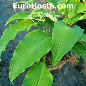 Hosta Buffalo Grassland Magic