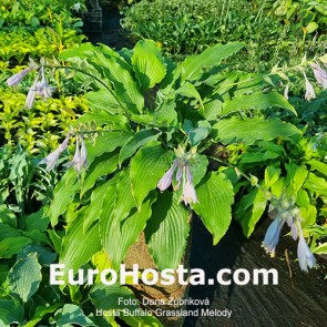 hosta Buffalo Grassland Melody 