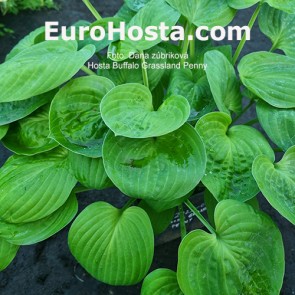 hosta Buffalo Grassland Penny