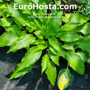 Hosta Buffalo Grassland Rain