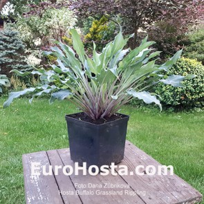 Hosta Buffalo Grassland Rippling