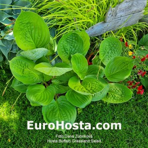 Hosta Buffalo Grassland Salad