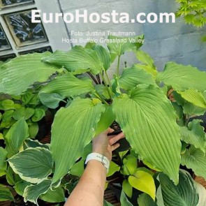 Hosta Buffalo Grassland Valley