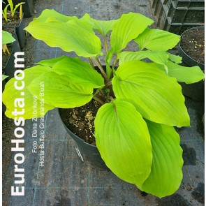 hosta Buffalo Grassland Blush