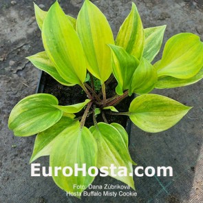 Hosta Buffalo Misty Cookie