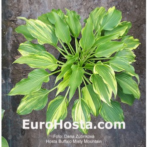 hosta Buffalo Misty Mountain