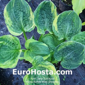 Hosta Buffalo Misty Shadows