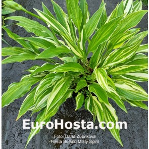 hosta Buffalo Misty Spirit 