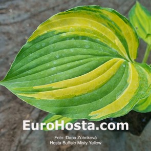 Hosta Buffalo Misty Yellow