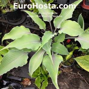 hosta Chris' Blushing Neptune 