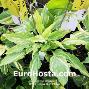 Hosta Coastal High Waves 