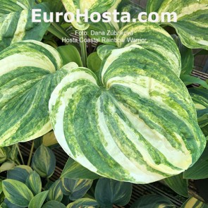 Hosta Coastal Rainbow Warrior