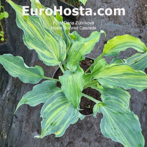 Hosta Colored Cascade