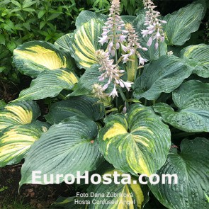 Hosta Confused Angel