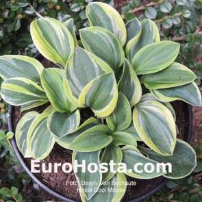 hosta Cool Mouse