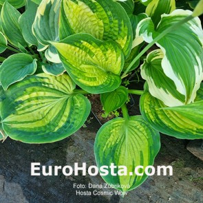 Hosta Cosmic Wow