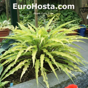 Hosta Curly Fries - Eurohosta