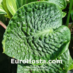 Hosta Deep Green Ocean