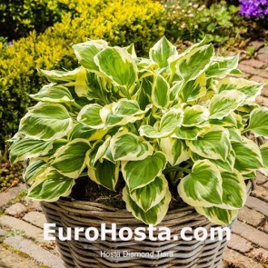 Hosta Diamond Tiara - Eurohosta