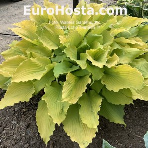 Hosta Echo the Sun