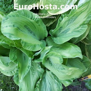 Hosta Embroidery