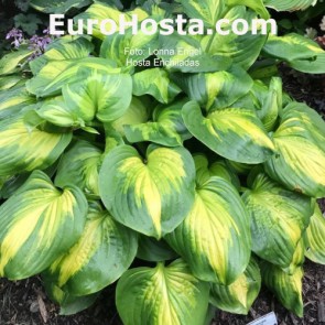 Hosta Enchilades