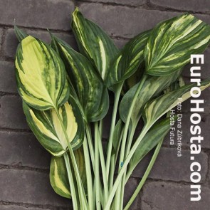 Hosta Futura