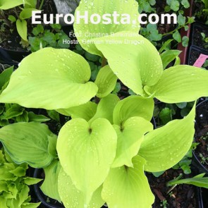 Hosta German Yellow Dragon