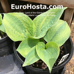 hosta Giantland Love Under the Stars