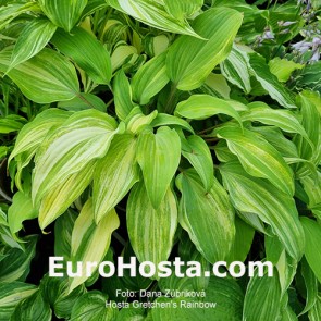 hosta Gretchen's Rainbow