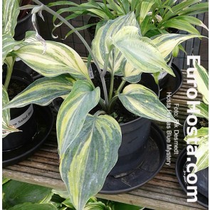 hosta Hanjas Blue Mystery