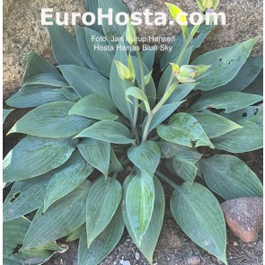 hosta Hanjas Blue Sky