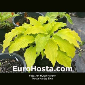 Hosta Hanjas Ewa