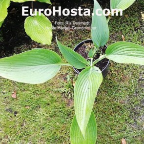 Hosta Hanjas Grandmother